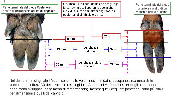 Le impronte degli ungulati.